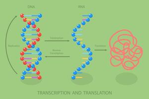 3D Isometric Flat Illustration of Transcription And Translation , DNA Directed Synthesis of RNA vector