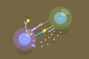 3D Isometric Flat Illustration of T-cell Dependent B-cell Activation, Adaptive Immune System vector