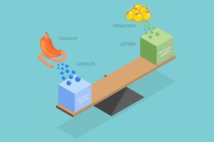 3D Isometric Flat Illustration of Leptin And Ghrelin, Human Endocrine System vector