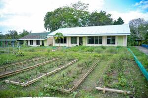 public school classroom with vegetable garden photo