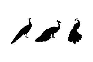 Majestic Peacock Silhouette Set Collection for Elegant Bird and Wildlife Design Projects on White Background vector