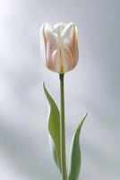 Single White and Peach Tulip on Light Background Minimalist Floral Closeup for Spring, Nature, and Elegance Concepts photo