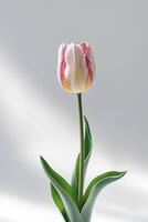 Single White and Peach Tulip on Light Background Minimalist Floral Close up for Spring, Nature, and Elegance Concepts photo