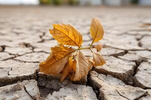 Dry leaf crumbling on cracked soil photo