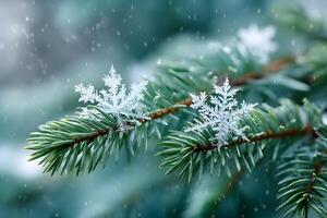 Delicate snowflakes clinging to a pine tree branch in the winter photo