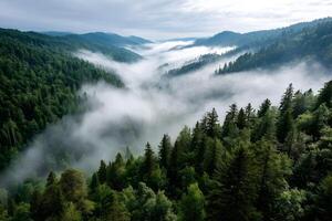 Misty forest valley at dawn in morning photo
