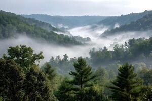 Fog rolling through a lush forest valley in the early morning photo