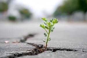 Resilient sprout breaks through cracked pavement photo