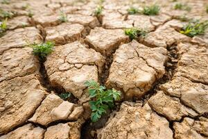 Cracked dry earth texture long title Cracked parched earth texture with signs of sparse vegetation and environmental damage highlighting the effects photo