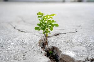 A Resilient Sprout Breaks Through Cracked Pavement photo