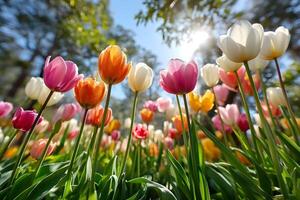 Vibrant blooming tulips with sunlight streaming through a spring garden photo