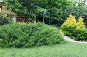Beautiful landscape design, garden with evergreen bushes, fir trees, spruces and shrubs in sunlight. Modern landscaping. Summer garden or park design. photo