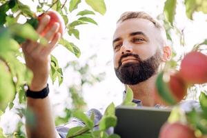 Social media, internet, mobile app for check crop and modern eco blog. Bearded young businessman with tablet on plantation with green trees checks red apples on tree in garden, sun flare, copy space photo