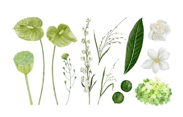 Tropical Greenery Floral Elements with anthurium, lotus, white rose, magnolia, hydrangea, lime and others isolated on white background