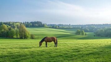 A serene landscape featuring a horse grazing in a lush green field under a clear sky photo