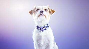 A small dog with a blue bandana poses against a soft purple background, showcasing its playful demeanor photo