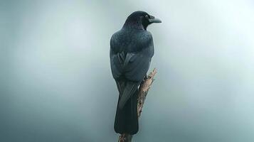 A solitary raven perched on a branch against a soft, misty background, evoking a sense of calm photo