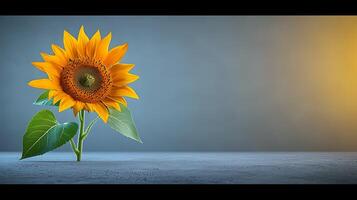 Bright sunflower standing alone on a textured surface with a soft gradient background photo