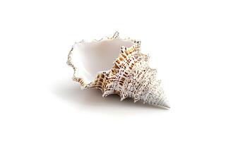 Close-up of a beautifully detailed sea shell showcasing intricate patterns and textures photo