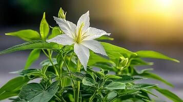 Close-up of a blooming white flower with dew on leaves, set against a blurred golden sunset photo