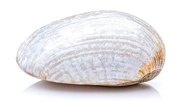 Close-up of a smooth, white clam shell resting on a reflective surface, isolated on white background photo