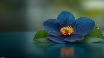 Close-up of a vibrant blue flower with orange center resting on a green surface in soft focus photo