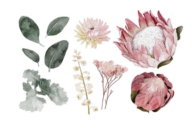 Hand drawn Watercolor Protea and Others Floral Elements Isolated on White Background