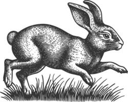 Running Rabbit Engraving in Vintage Style for Artistic Projects vector