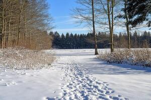 A path through the snow in a forest photo
