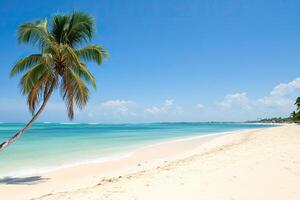 A palm tree on a beach with a blue sky photo