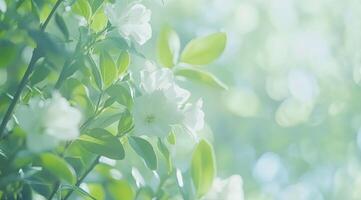 White flowers in the sunlight with green leaves photo