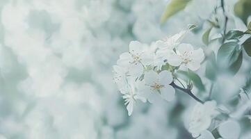 A close up of white flowers on a tree photo