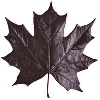 A dark maple leaf is shown on a white background photo