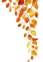 Autumn leaves cascade gracefully photo