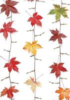 Autumn leaves arranged on vertical stems photo