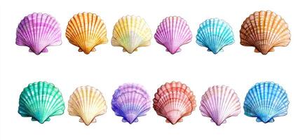 Sea shells watercolor illustration photo