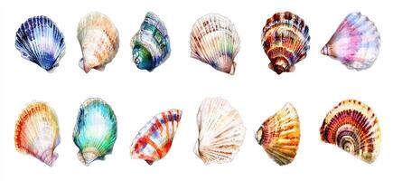 A set of different colored shells on a white background photo