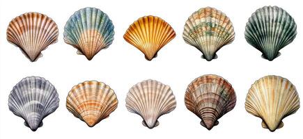 Variety of Scallop Shells photo