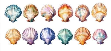 A set of eight shells with different colors photo