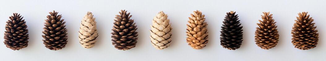 Pine Cone Spectrum photo