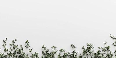 Simple greenery border on a plain background photo