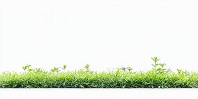 Lush Green Grass Border photo