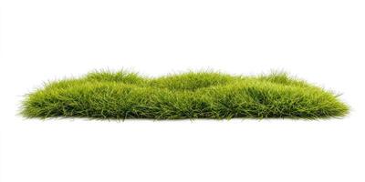 Lush green grass patch photo