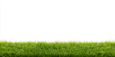 Green grass with white background photo