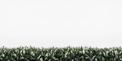 Low-lying greenery against a plain backdrop photo