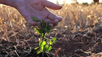 Drops water fall on leaves during pouring planted green sprout into ground soil at meadow. Caring for small seedling during drought at sunset. Agricultural business concept. Close up Slow motion video