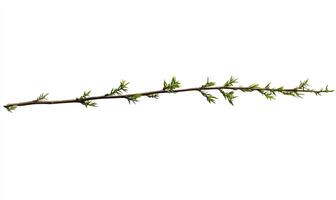 A slender branch with new spring growth photo