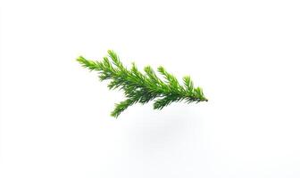 Fresh green sprig against white background photo
