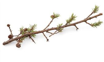 Detailed branch with small pine cones photo