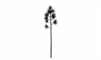 Silhouetted pine tree against white background photo